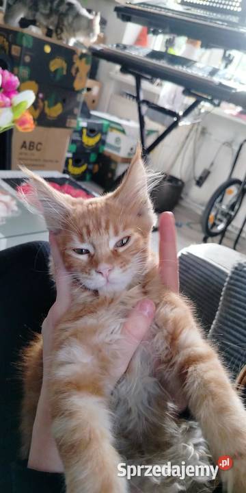 Maine Coon odbiór już na majówkę ostanie 3 Starogard Gdański sprzedam