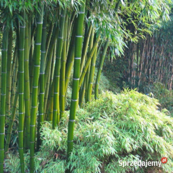 BAMBUS MROZOODPORNY Phyllostachys pubescens Nasiona Lubanie