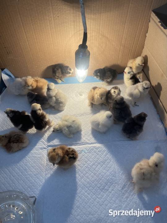 Pisklęta Kury Koguty Silki jedwabiste Mottled Dębie