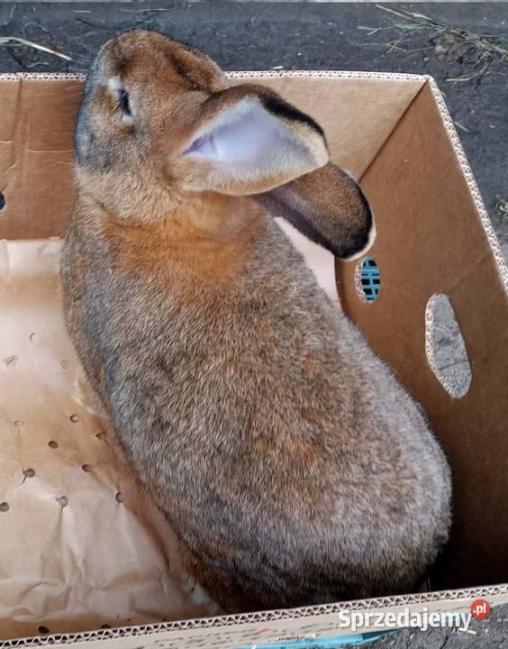 Królik dorosły samiec wielkopolskie Dębicze