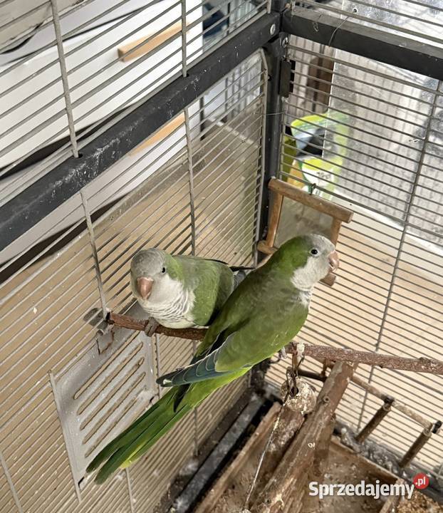 Mnicha nizinna Więckowy sprzedam