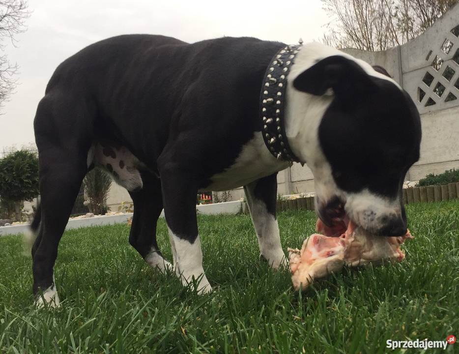 Oddam parę Amstaffów Wrocław