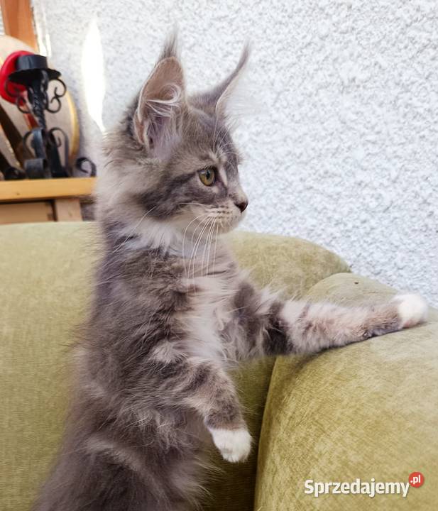 Oriel Wonder Maine Coon niebieska kotka z bielą Czempiń