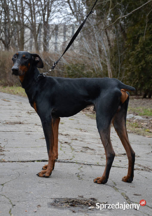 Doberman pies 12 miesięcy Warszawa