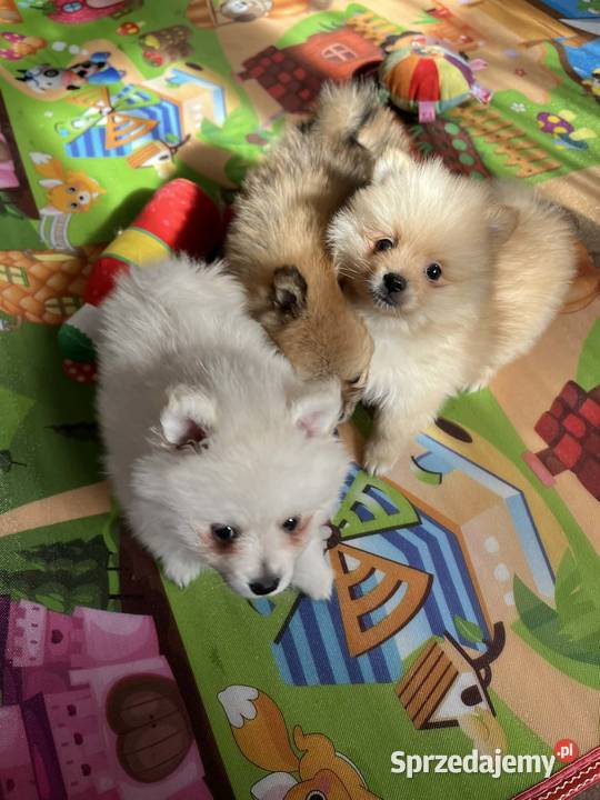 szpic miniaturowy chłopiec Szpic miniaturowy Skalbmierz