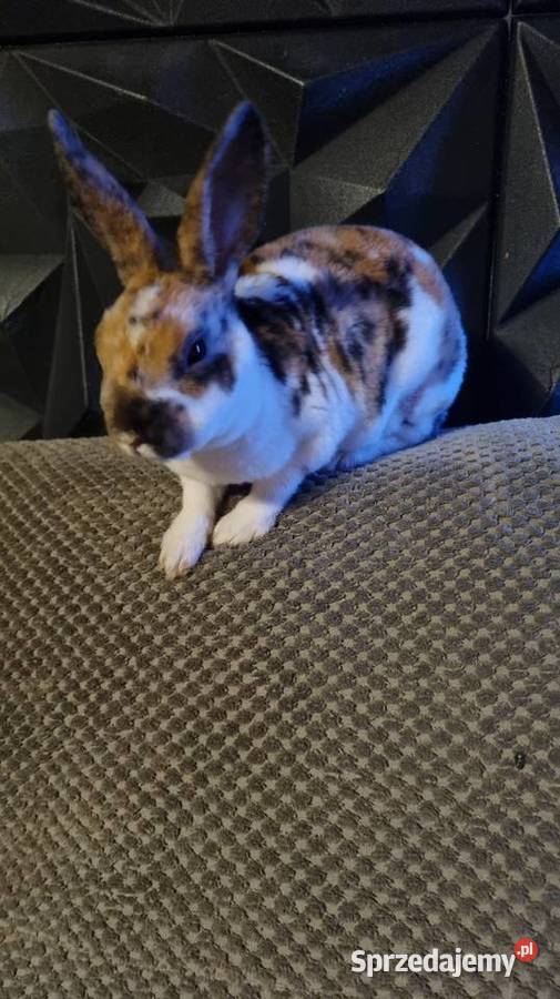 Królik Mini Rex trójbarwny Katowice