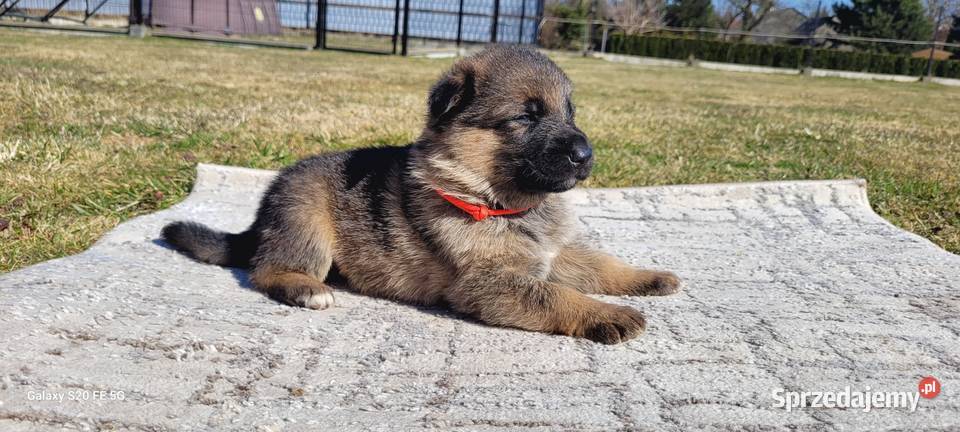 Owczarek niemiecki ZKwP FCI