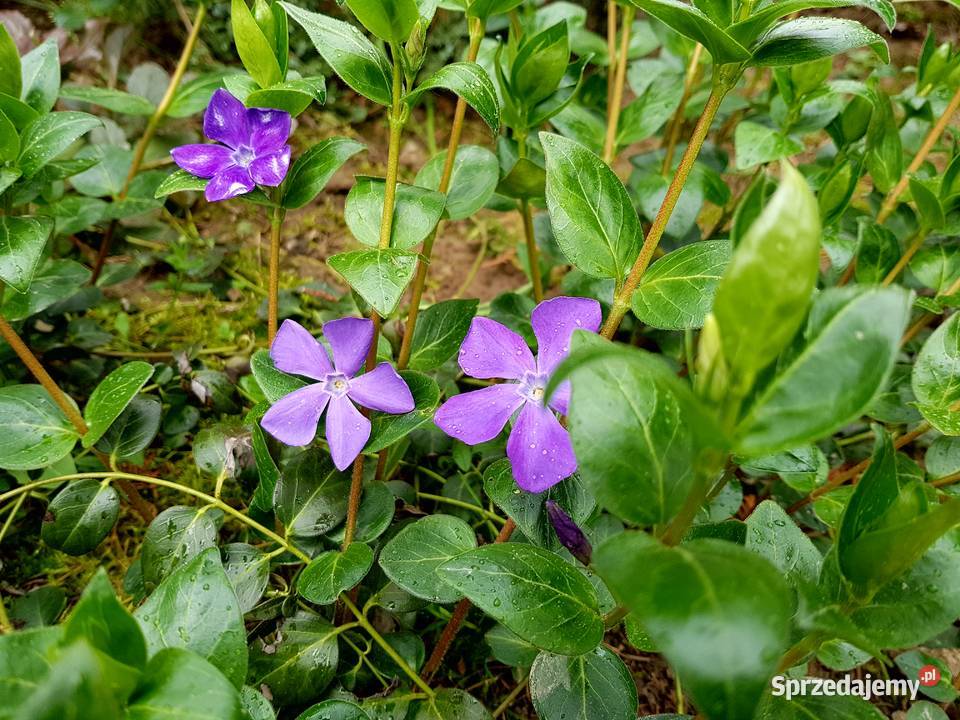 Barwinek pospolity Duże sadzonki lubelskie Lublin