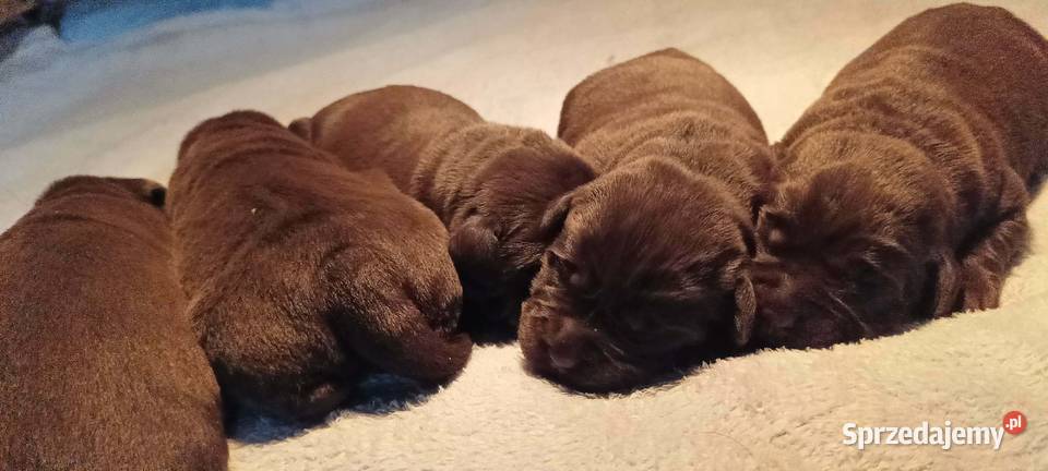 Labrador Retriever ZkwpFCI czekoladowe Dąbrowa Tarnowska
