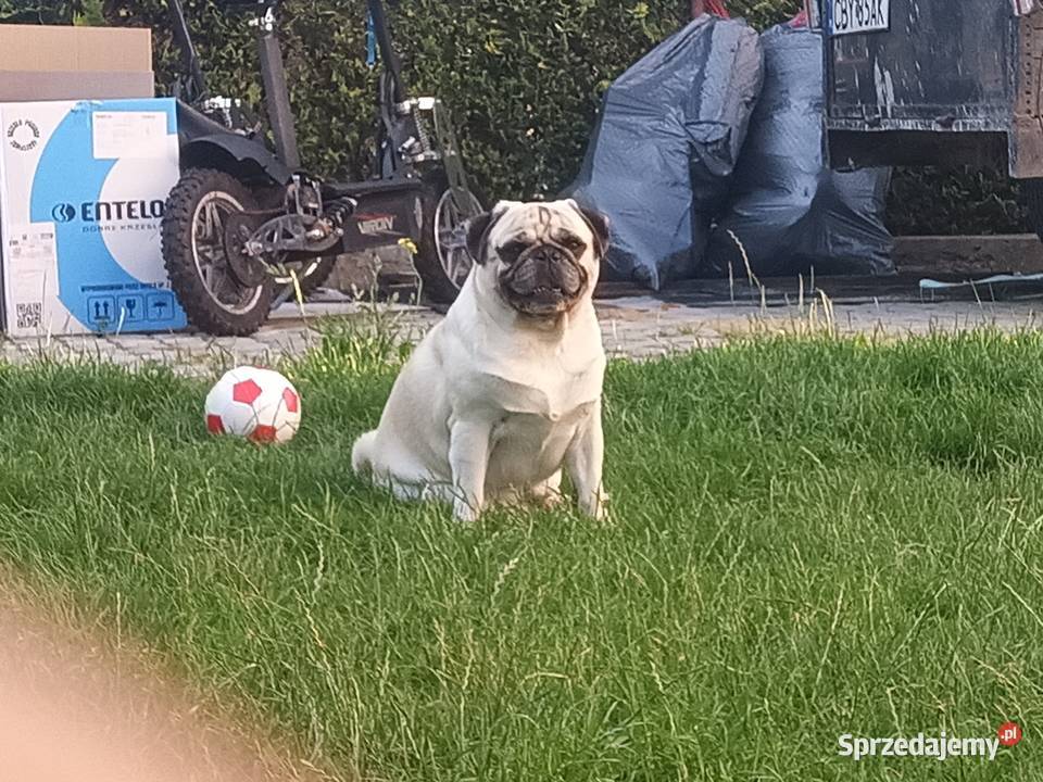 Mops szczeniak z rodowodem rasowy suczka i