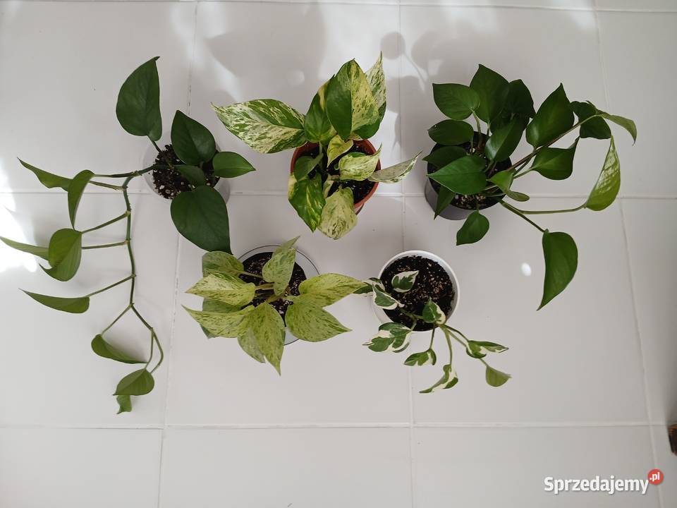 Epipremnum różne odmiany