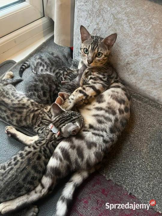 Piękne kocięta bengalskie Krakowiany