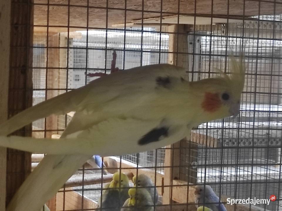 Nimfy z polikami Wilga