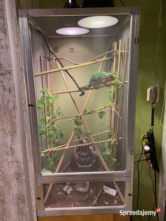 Kameleon lamparci Terrarium z wyposażeniem dolnośląskie Wilkszyn