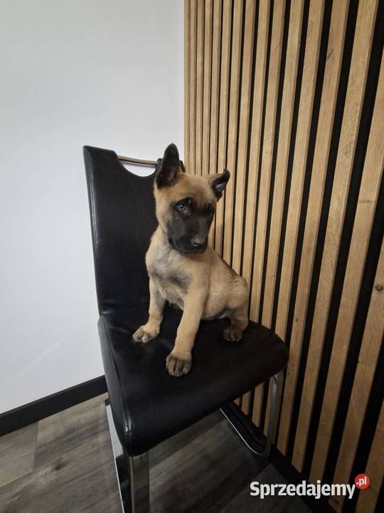 Owczarek Belgijski Malinois Szczeniaki śląskie Częstochowa