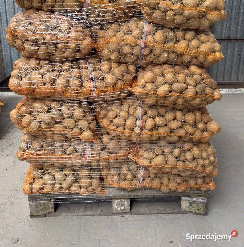 Ziemniaki Otolia w kalibrażu sadzeniakowym 35 50 Wieluń sprzedam