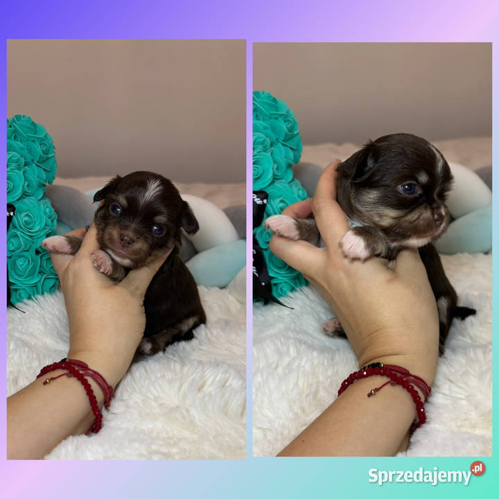 Chihuahua piesek długowłosy tricolor czekoladowy łódzkie Bełchatów sprzedam