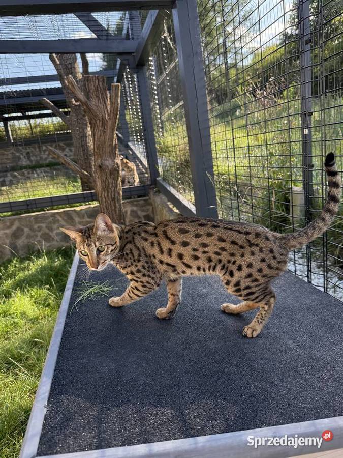 Uroczy samiec Savannah F6