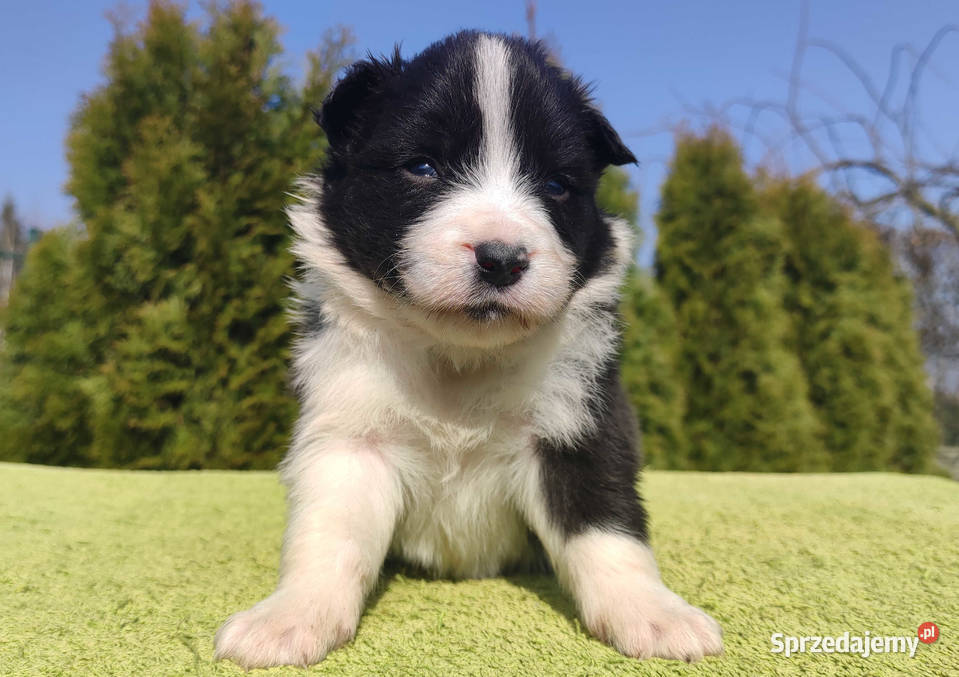 BORDER COLLIE klasyk z dokumentami sprzedam