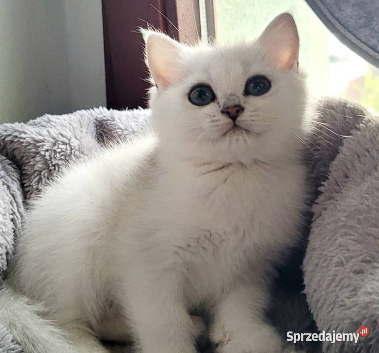 Kocięta srebrne i srebrne pointy Maliwia