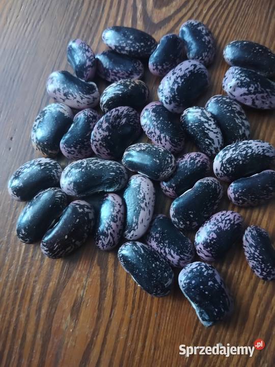 Fasola tyczka Jaś kolorowy Radecznica sprzedam