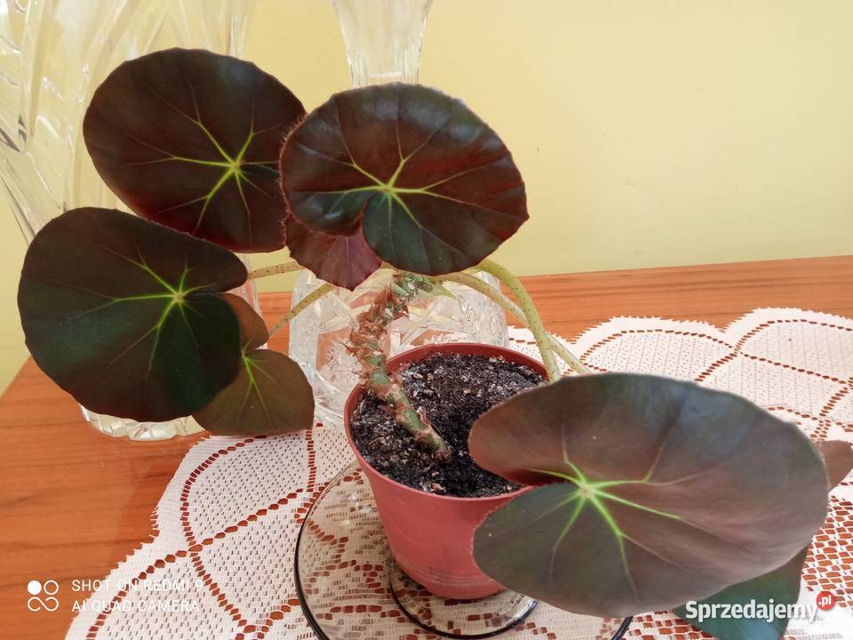 Begonie 10 15 i 20 podlaskie Białystok