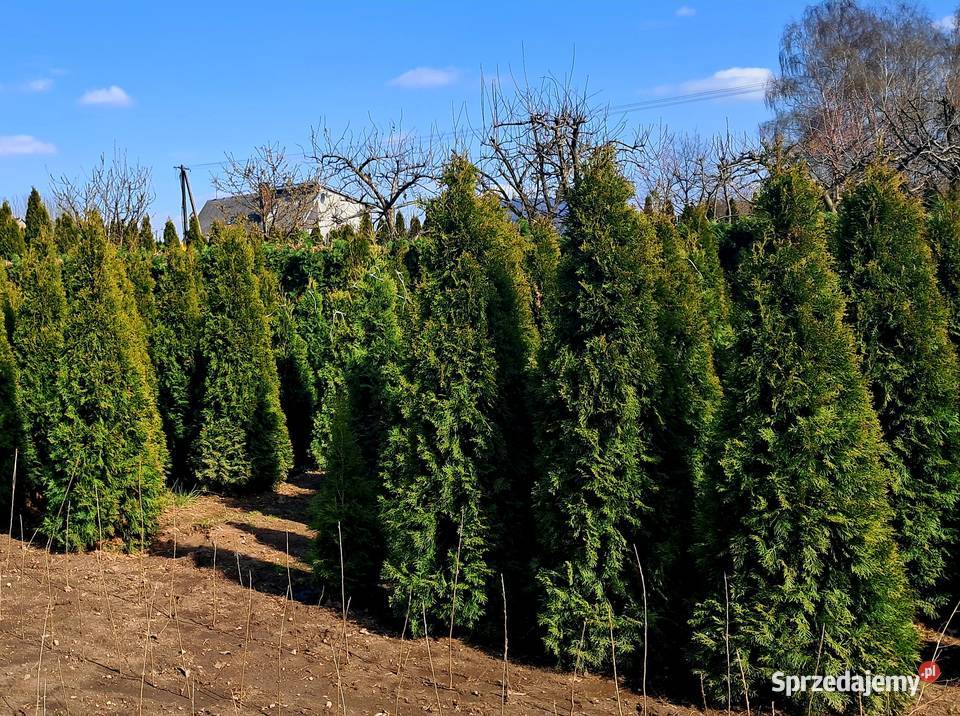 TUJA SZMARAGD Thuja occidentalis Smaragd Sompolno
