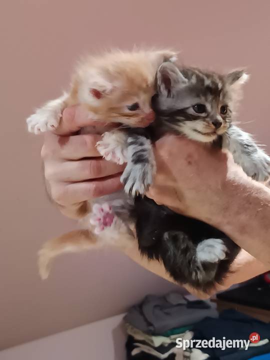 Śliczne kocięta Maine coon z rodowodem Prawęcin