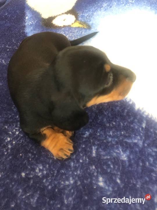 Jamnik miniatura Cieszyn