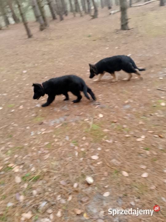 Owczarek niemiecki Zwierzęta Tomaszów Mazowiecki