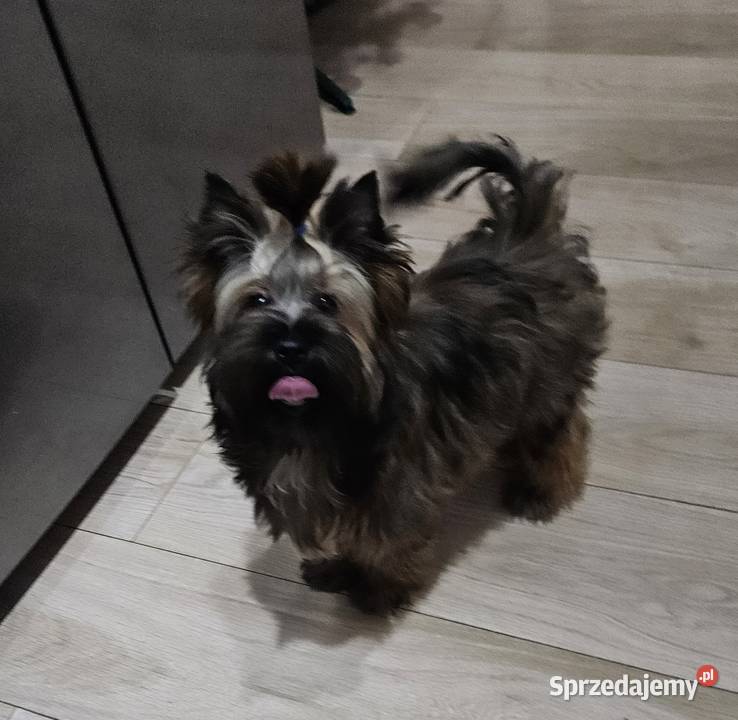 Śliczny piesek York Ocean Pearl Unikatowe Cudo Opole