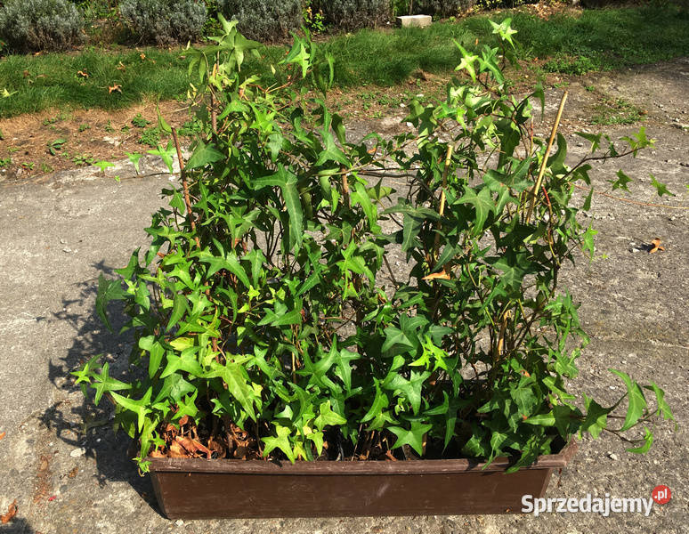Bluszcz Sagittifolia 17 na ściankę dom ogród Kraków