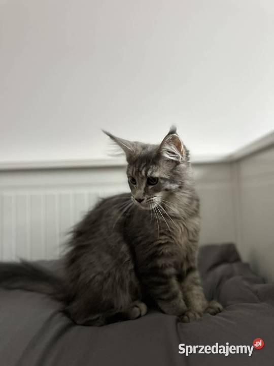 Kotki Maine coon Siewierz