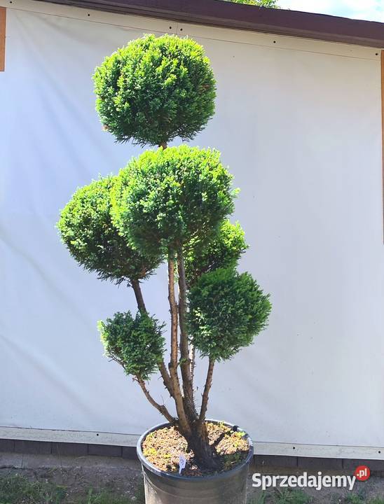 Bonsai Niwaki cyprysik lawsona Elwoodii podkarpackie Medynia Łańcucka sprzedam