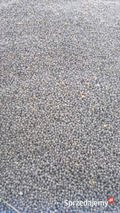 Łubin wąskolistny słodki centrali na ziarno Bęczyn