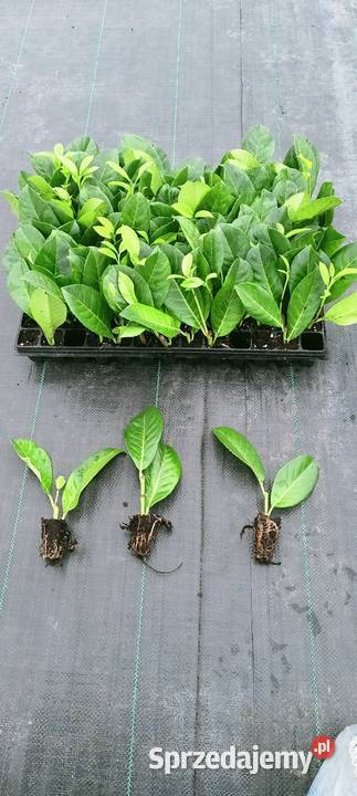 Sadzonki tuja szmaragdy Śliwice