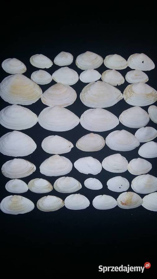 Muszla morskaConus Stożekmuszelki Łódź