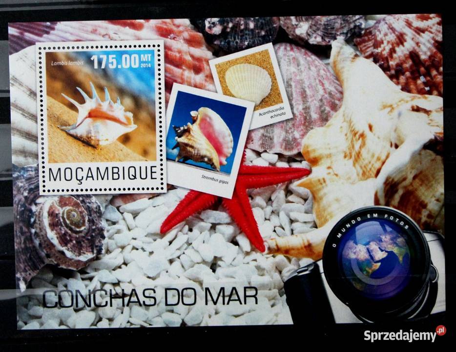 Mozambik muszle wielkopolskie Oborniki