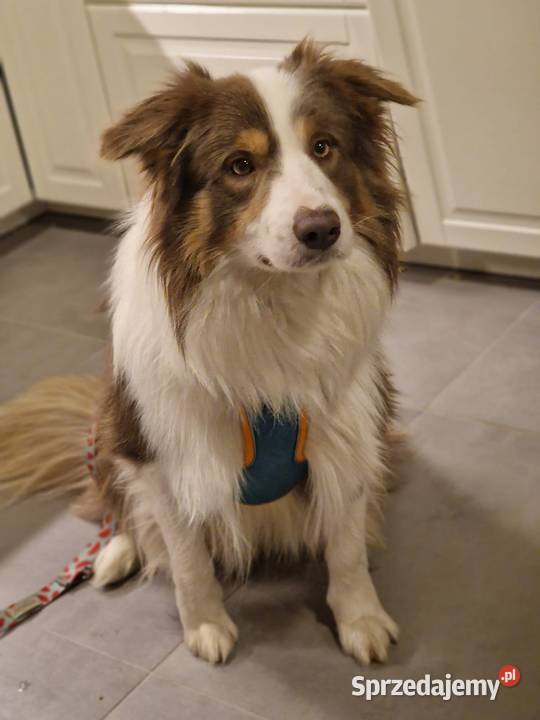 szczeniak pies BORDER COLLIE Blue Merle podkarpackie Skołyszyn