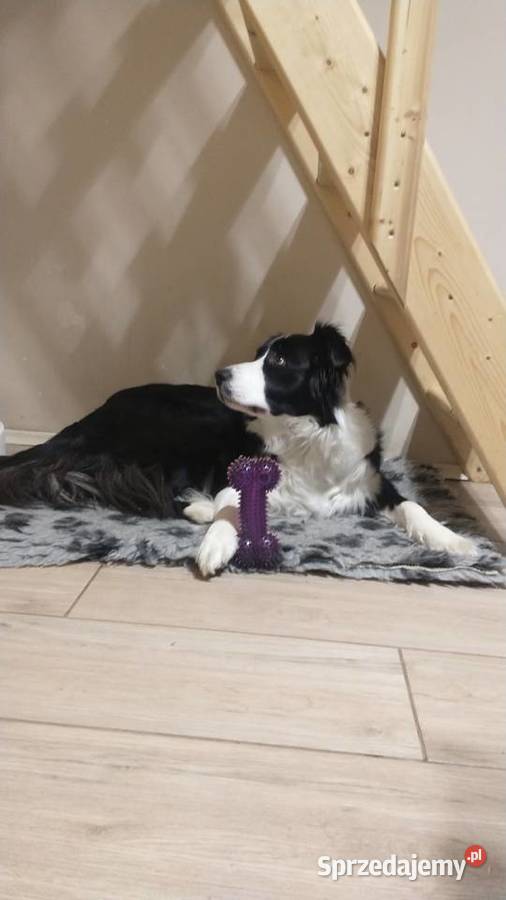 Suczka Border collie czarnobiała z rodowodem z Rymanów