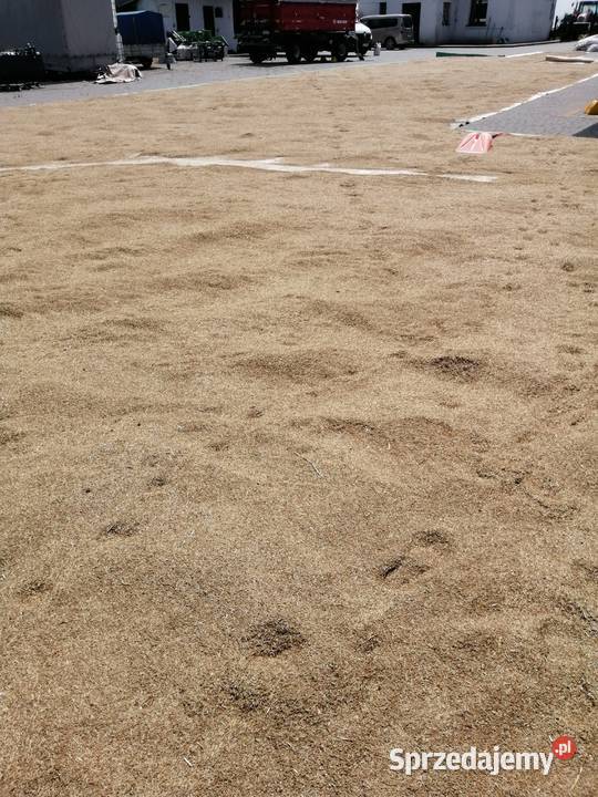 Trawa nasiona odmiana Gala Wodzierady