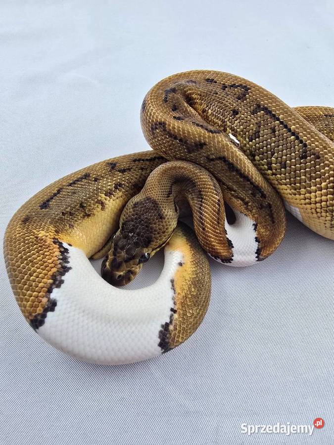 Wąż pyton królewski python regius samica Wrocław sprzedam