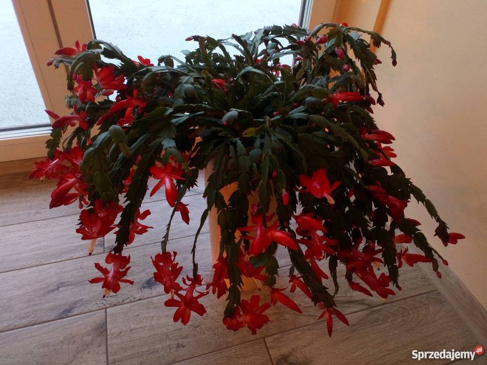 Grudnik Zygokaktus Szlumbergera Czarny Młyn