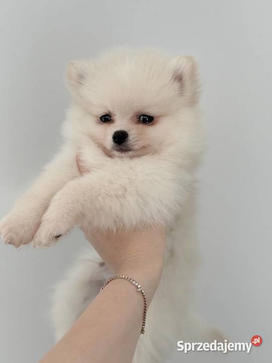 Szczeniaki rasy Szpic miniaturowy Katowice sprzedam