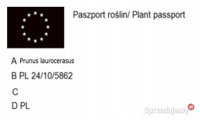 LAUROWIŚNIA WSCHODNIA NOVITA 2030 MROZOODPORNA Miedźna
