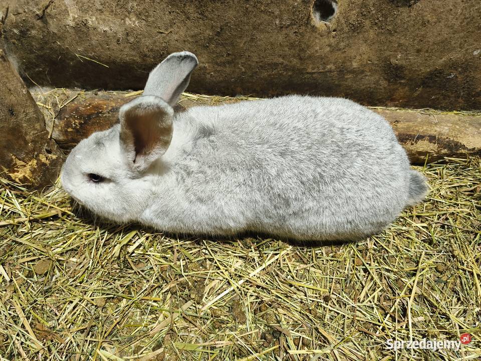 Króliki Różne Rasy Samiczki i samczyki