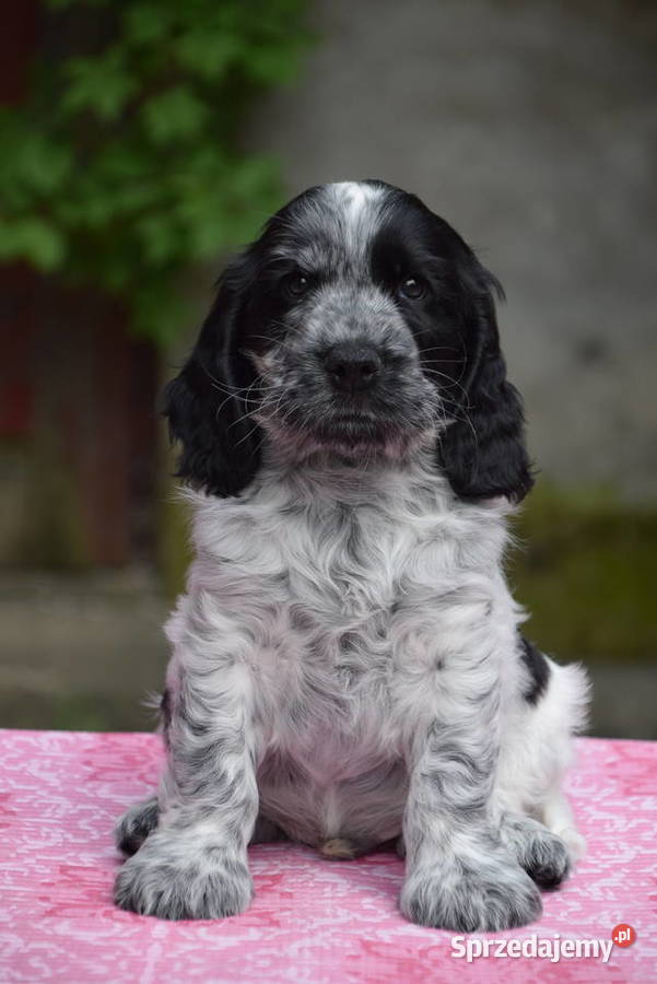Cocker Spaniel Angielski Sczenięta FCI Nowy Sącz