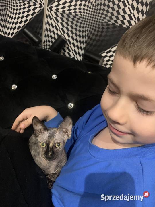 Sfinks Kanadyjski Diablica do odbioru Rodowód Leszno