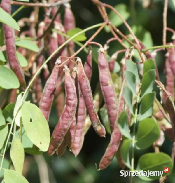ROBINIA AKACJOWA Akacja sadzonki w doniczkach Ustronie