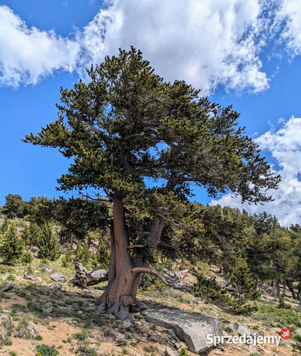 SOSNA OŚCISTA Pinus aristata NASIONA 300 sztuk Lubanie